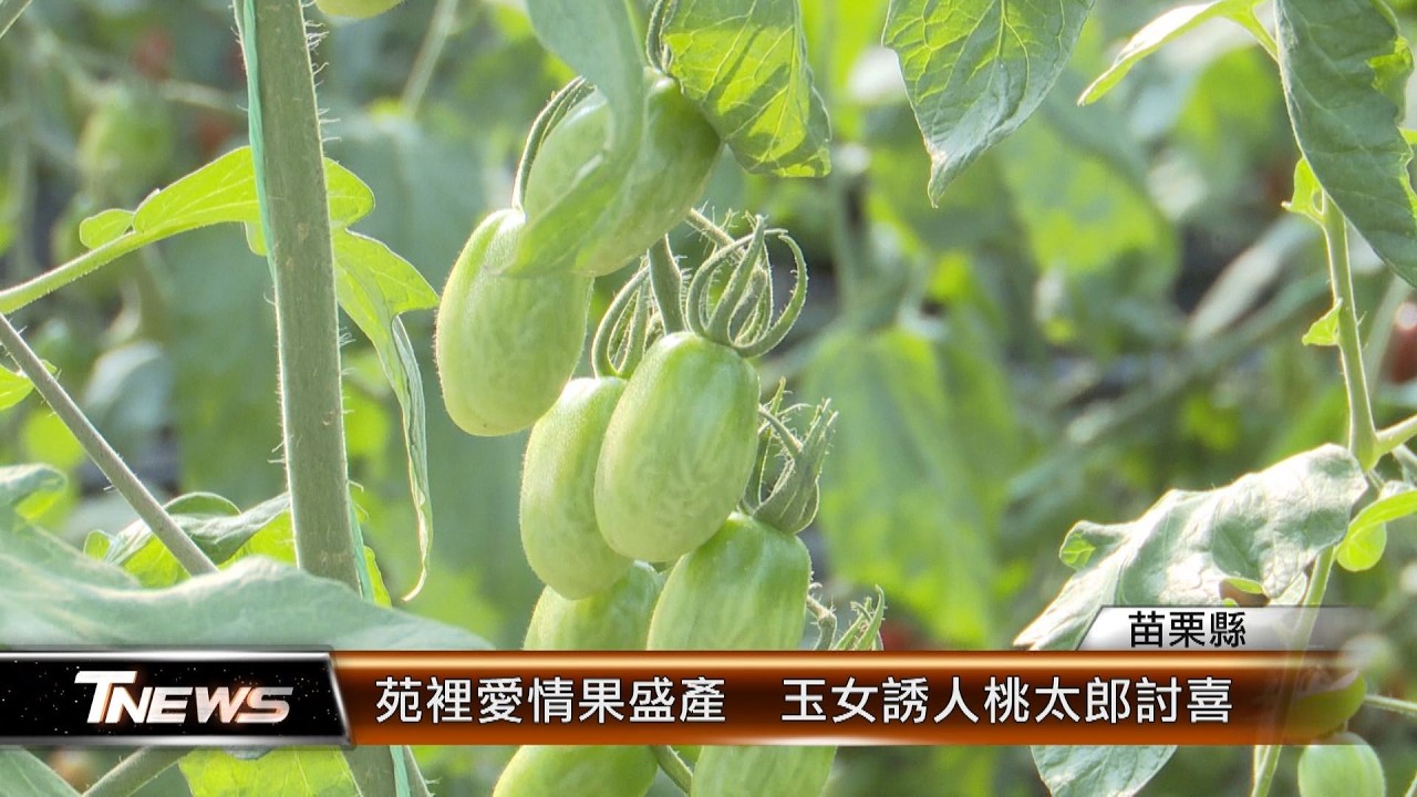 苑裡愛情果盛產  玉女誘人桃太郎討喜 │T-NEWS聯播網