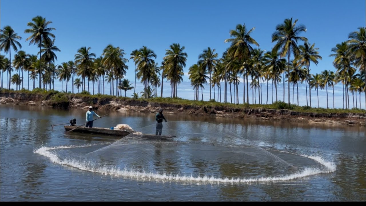 O LUGAR PERFEITO DO PEIXE PARA TARRAFA ! Pescaria com tarrafa em CANAVIERAS Bahia !