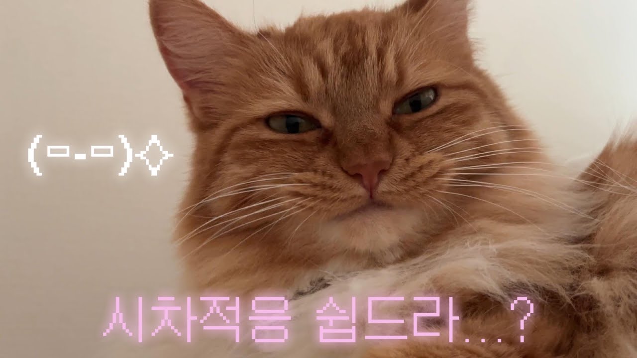서울적응 끝낸 시골고양이 🦁 시차적응 비법 싹 푼다. 고양이들 다 집합해! (펫또마망X날라찹찹 공구가 시작! 구독자 이벤트도 놓치지 마셔라..♥︎)