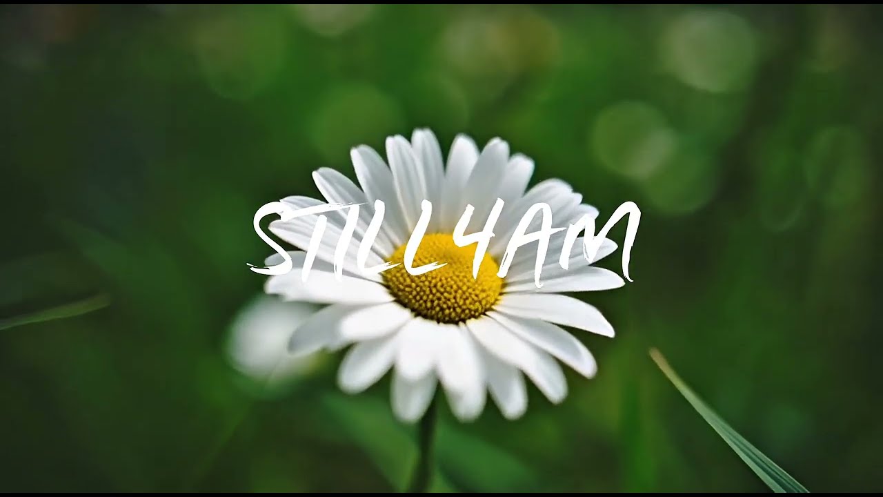 Daisies blinking gold