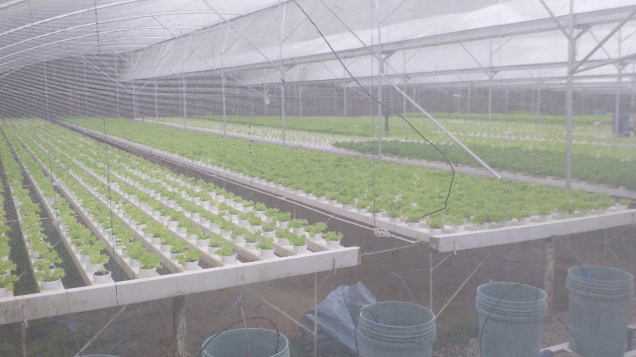COMMERCIAL GREENHOUSE SETUP | Installation and tips | FILIPINO LANGUAGE