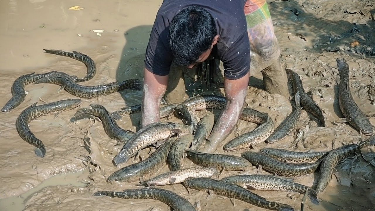 Amazing Pond Fishing | Unexpected Big Catch! | Village Boys Fishing