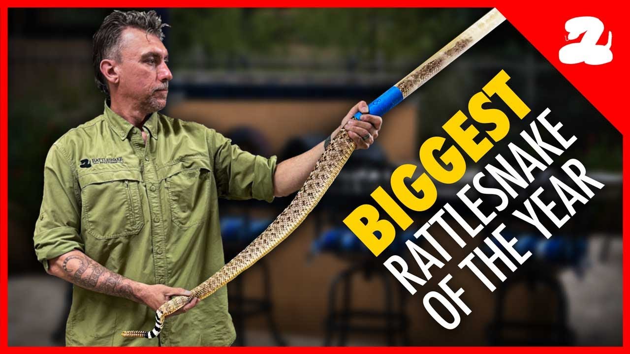 HUGE Rattlesnake Found Under a Backyard Grill!