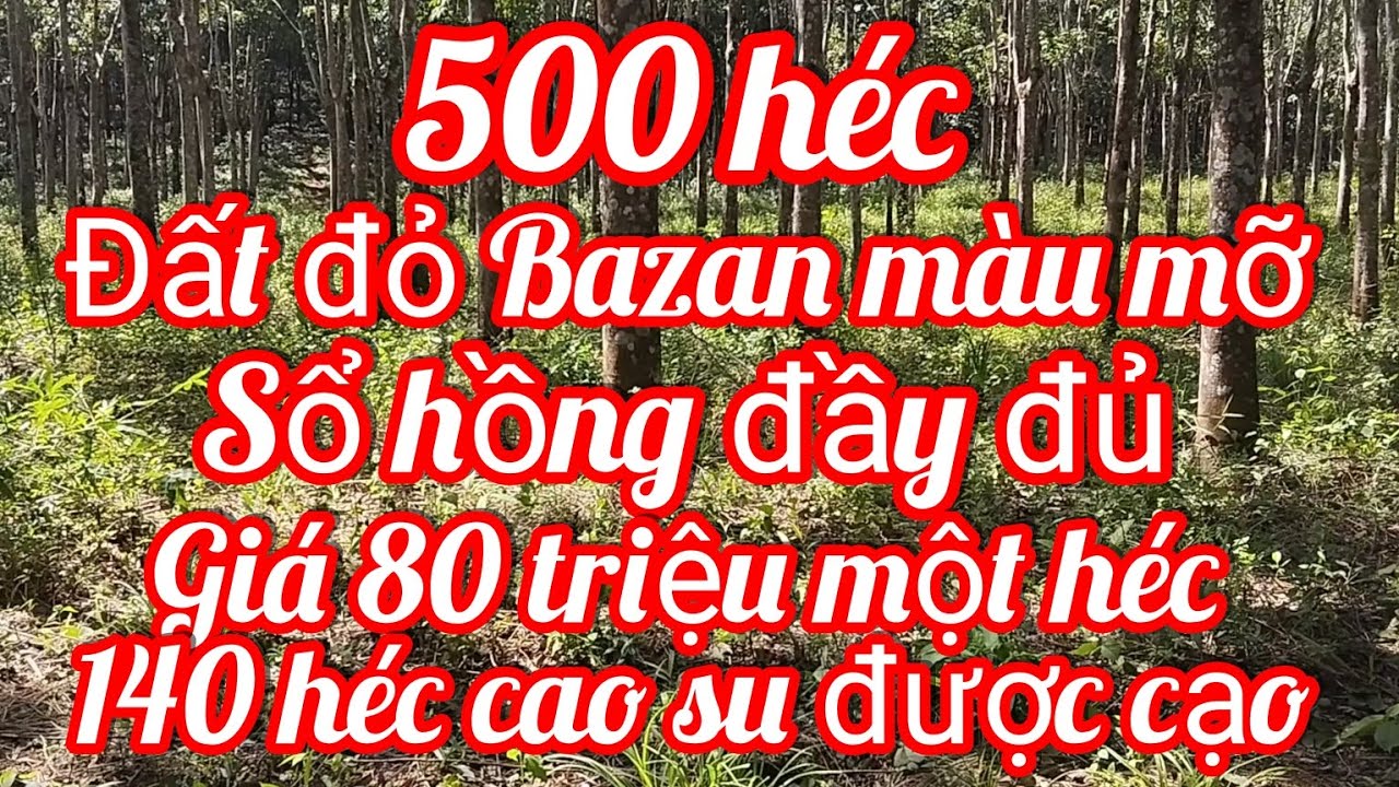 197 siêu Hót 500 héc đất đỏ Bazan màu mỡ, giá 80 triệu một héc, bìa hồng đầy đủ,Tuy Đức, Đăk Nông