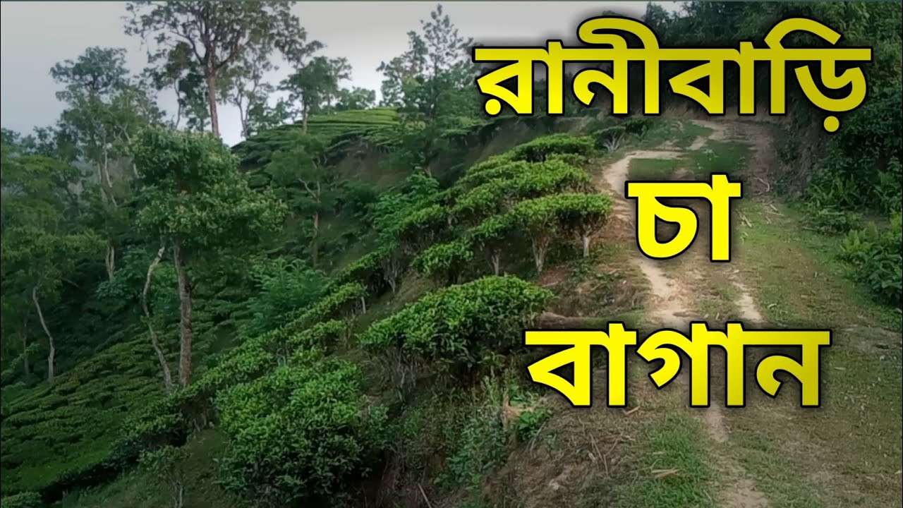 Ranibari tea garden Dharmanagar