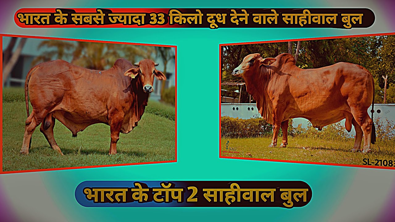 Sag top sahiwal bull Nddb top sahiwal bull sahiwal S34 | SL21083 | top 3 sahiwal bull hldb sahiwal 