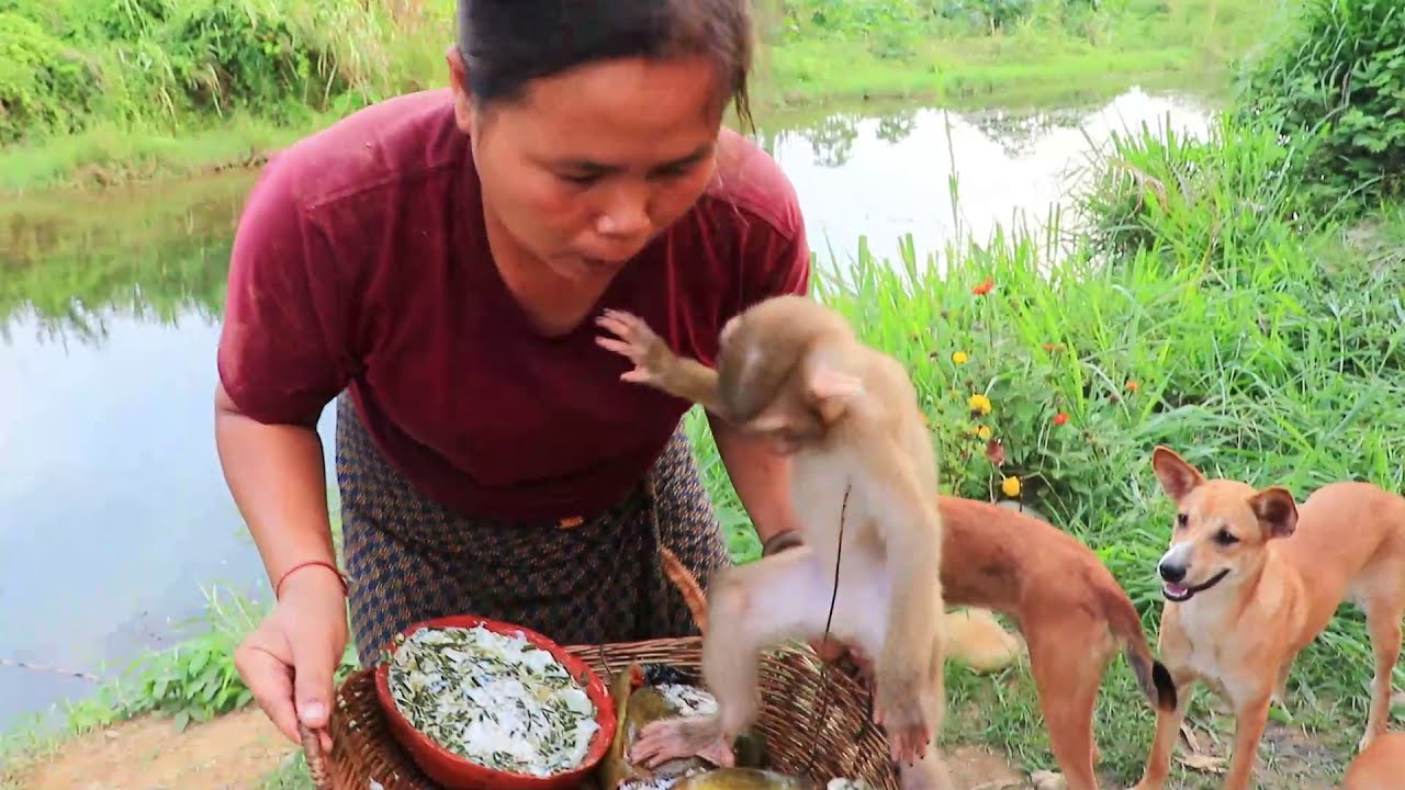 survival in the rainforest - cooking crocodile egg for dog & woman - Eating delicious HD