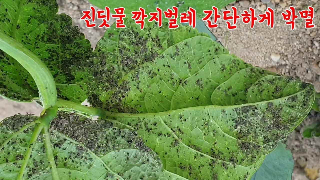깍지벌레 진딧물 응애 아주 깨끗하게 없애는 간단한 방법