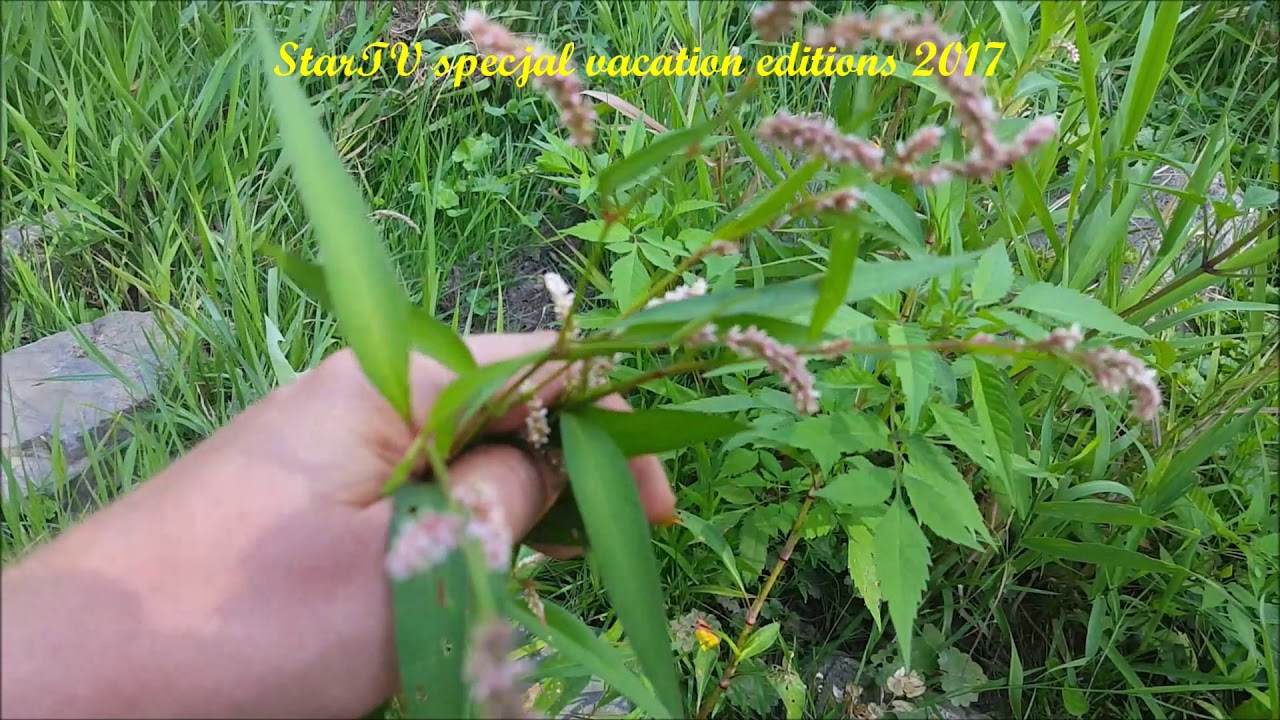rdest roślina lecznicza,rdest kolankowy szczawiolistny Polygonum lapathifolium