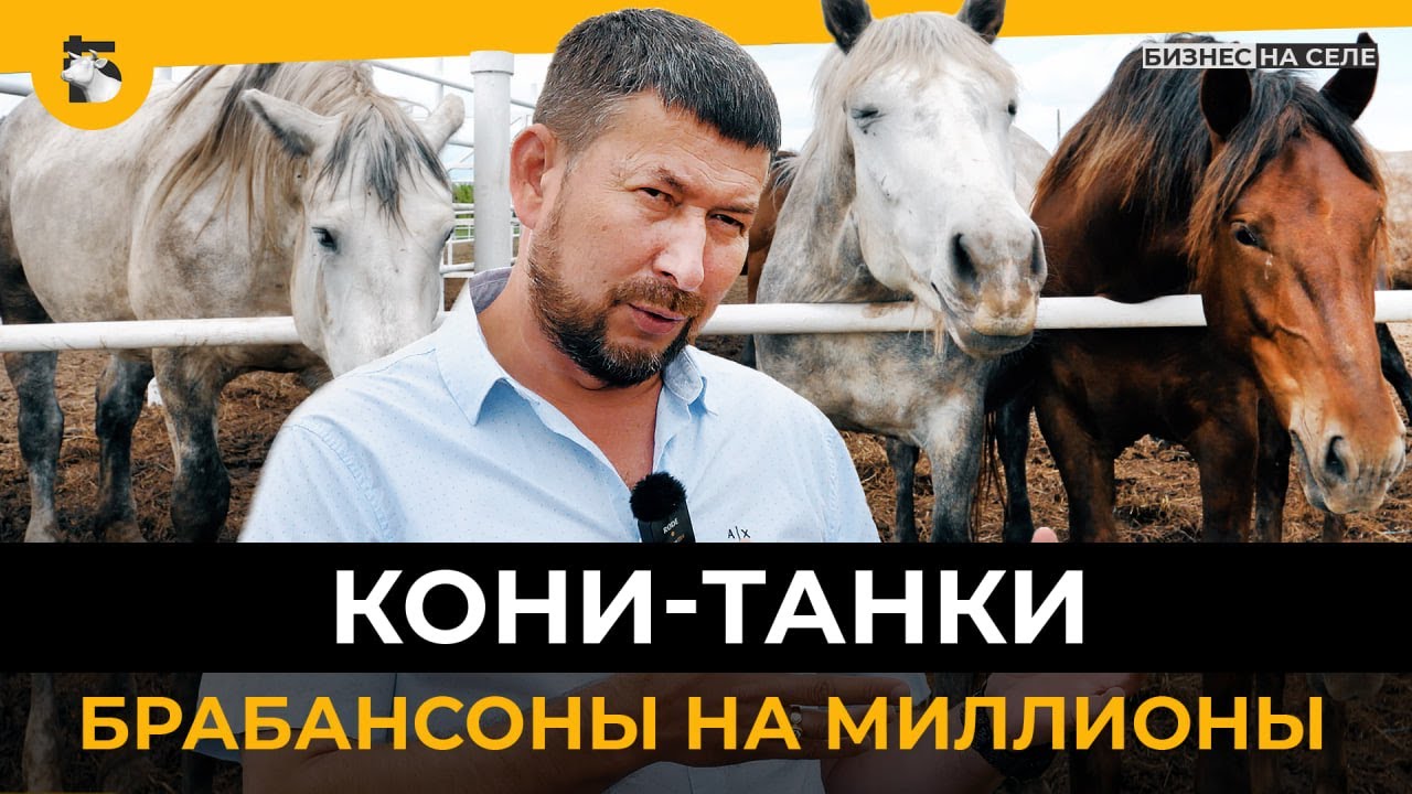 Бельгийские брабансоны и английские шайры: как в Татарстане выращивают уникальных тяжеловозов