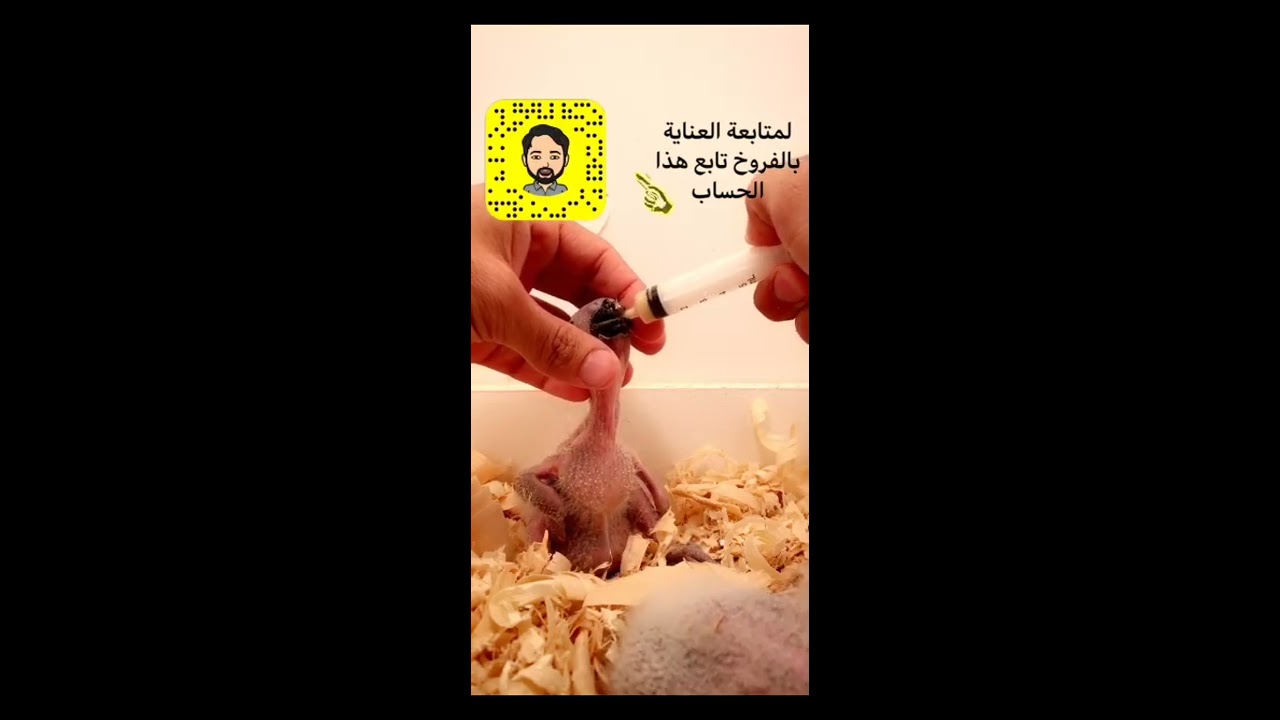 غر الفرخ من اليمين أم من اليسار؟ العناية ب فروخ الببغاء