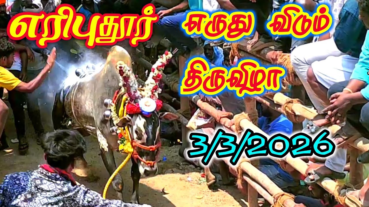 ஏரிபுதூர் எருது விடும் திருவிழா 3/3/2026 @Tamizhrock 