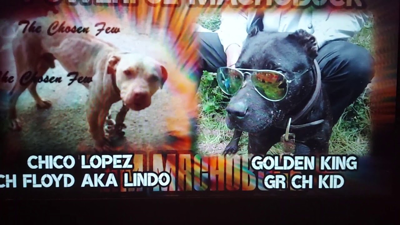 Chico Lopez's Nightmare: Black Dogs