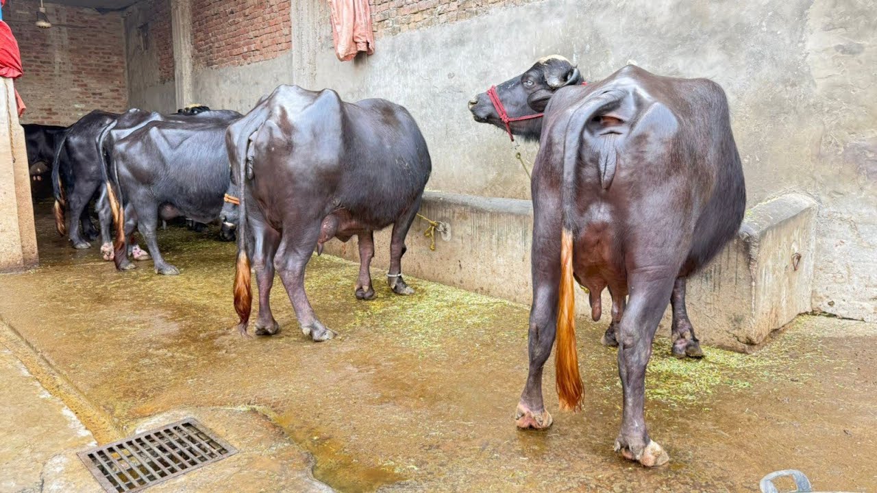 وقاص حیدر سیالکوٹ 6 خوبصورت جوٹیاں 1 گائے دستیاب 26 فروری 2026 Farming and Business Ideas 