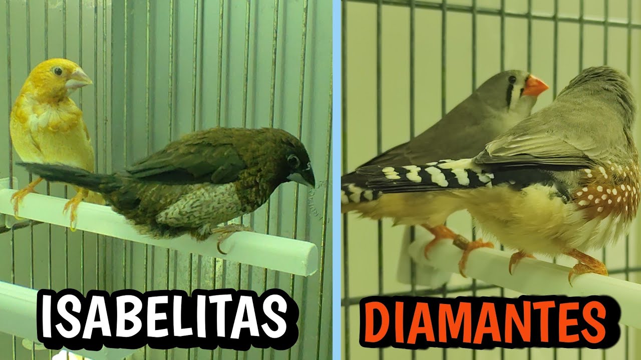 ISABELITAS COMO NODRIZAS Y FALLIDA PUESTA DE LOS DIAMANTES 