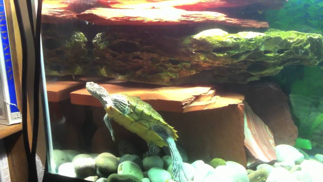 Mississippi Map Turtle Setup/Care Explained