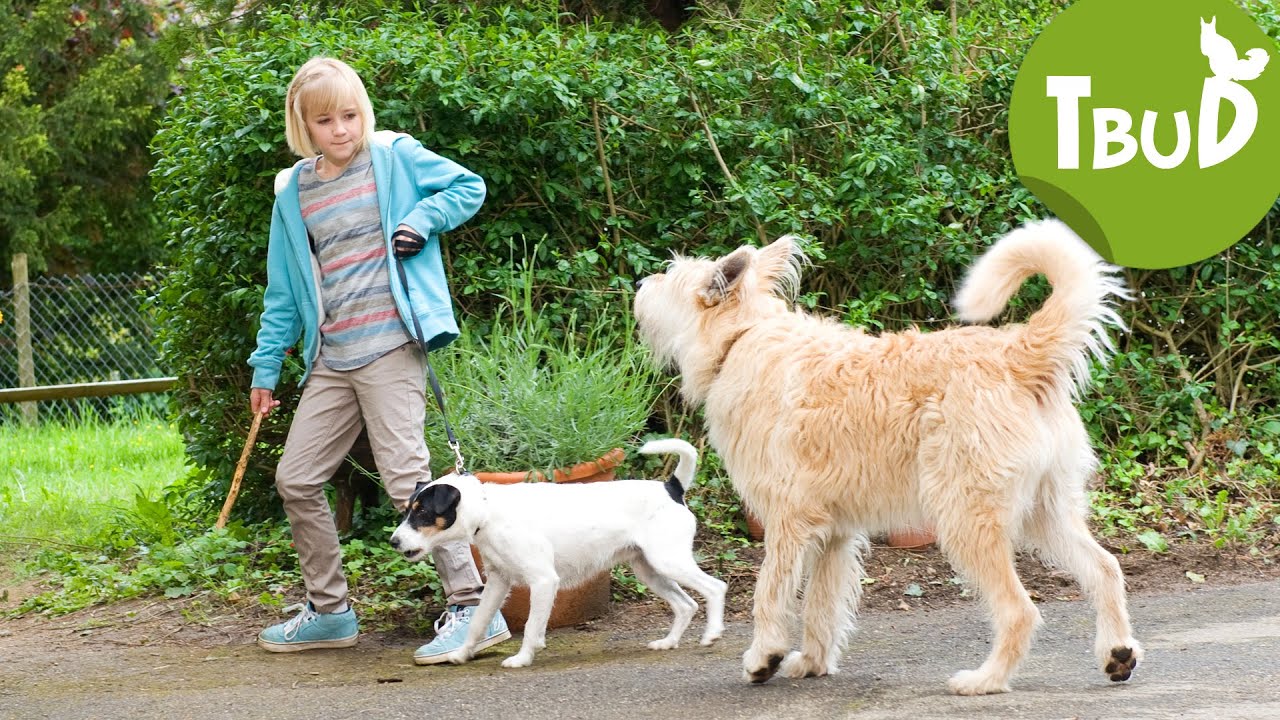Kleiner Hund, was nun? (Folge 28) | Tiere bis unters Dach