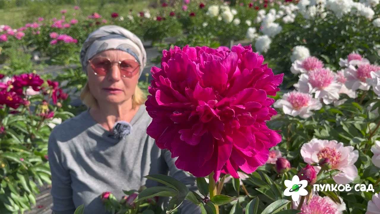 Paul M Wild peony. Поль М. Уайлд пион. Пулков сад