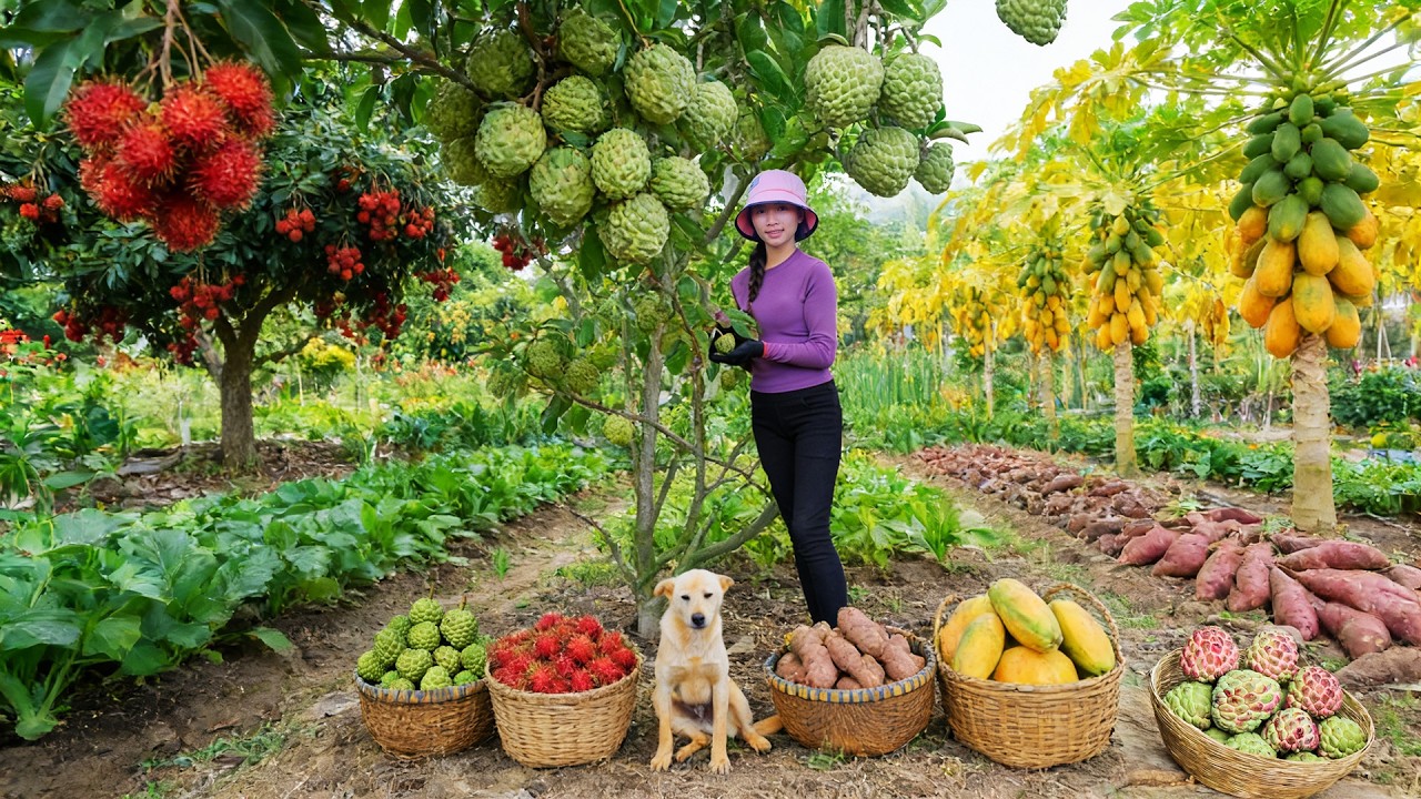Harvest, Sell, And Cook With: Custard Apples, Rambutan, Sweet Potatoes, Papaya – Daily Farm Life
