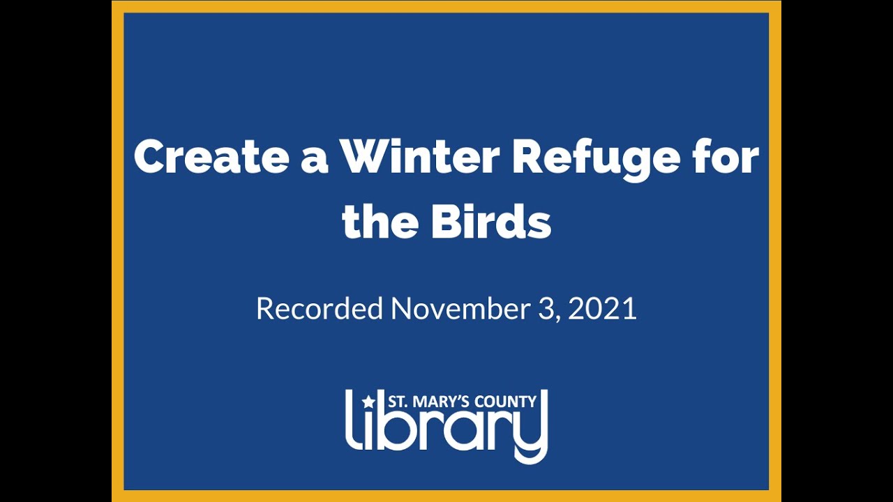 Create a Winter Refuge for the Birds