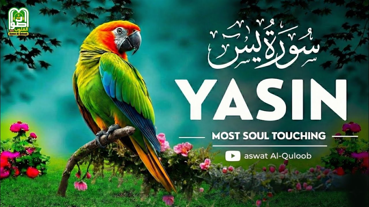 Surah Yaseen | Peaceful Morning Tilawat to Start Your Day with Calmness and Blessings | سورة یس