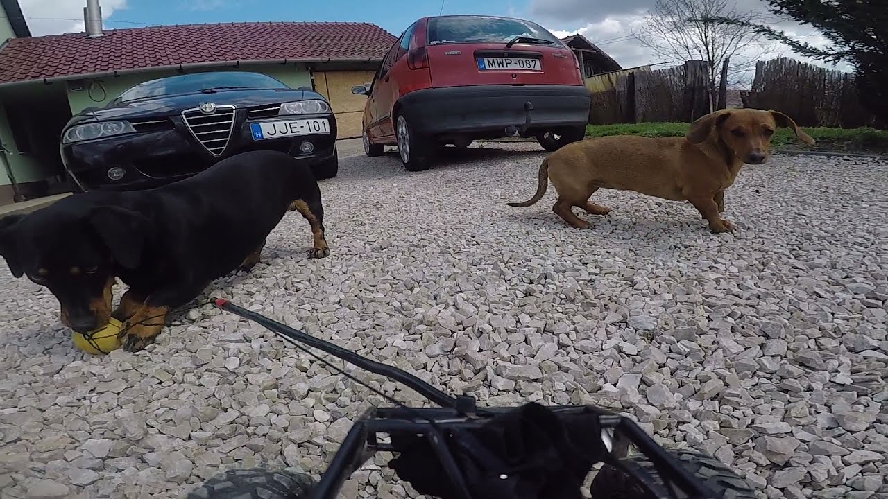 dachshund ball chase