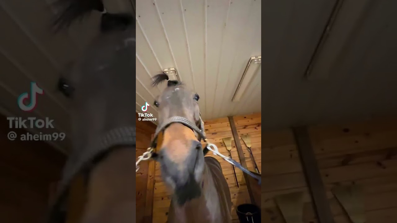 The Wise and All-knowing Horse Original