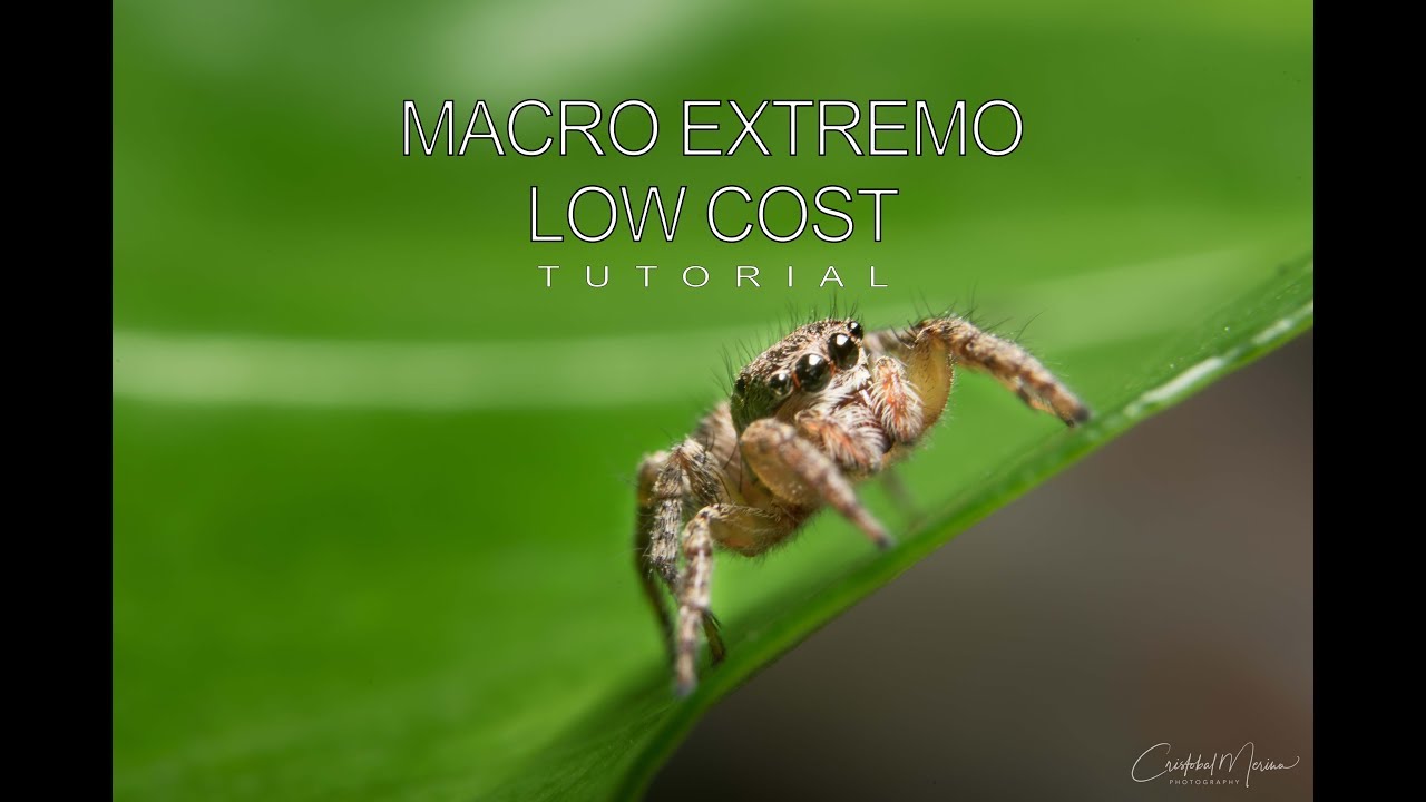 Macro Extremo low cost - Tutorial en español