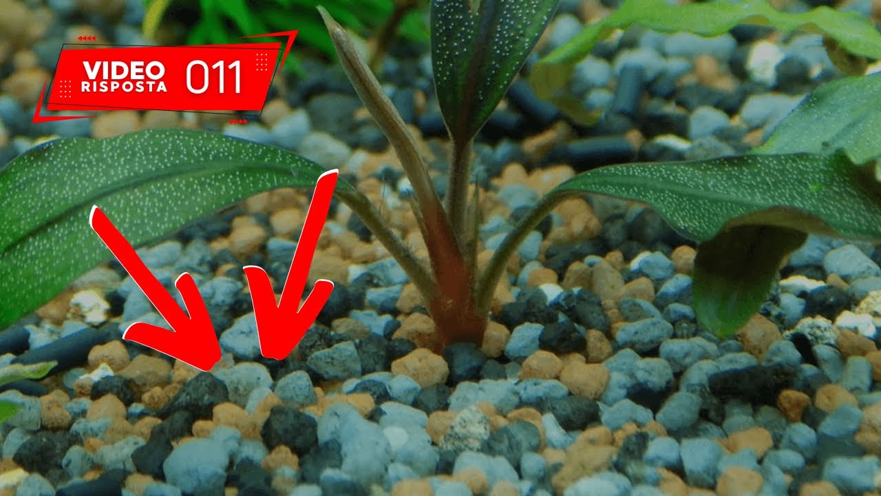 Fondo migliore per acquario senza filtro? Non é la sabbia! - VIDEO RISPOSTA 011