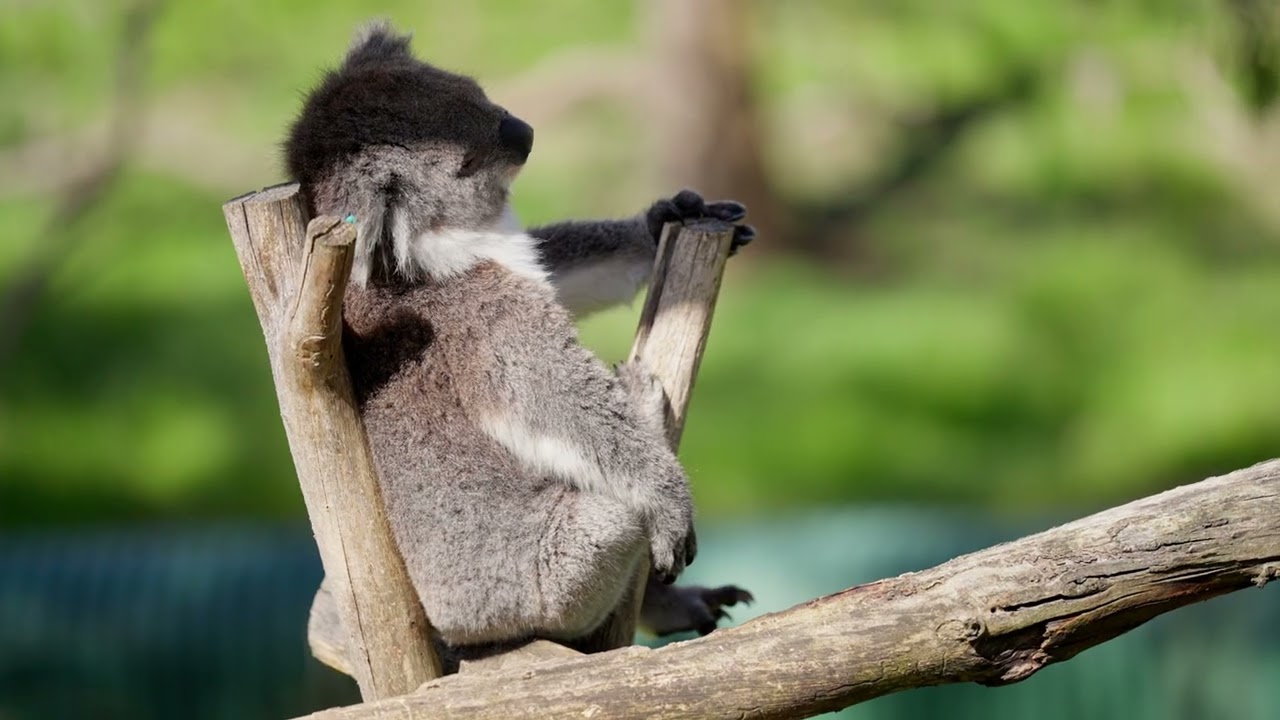 Australia i Nowa Zelandia