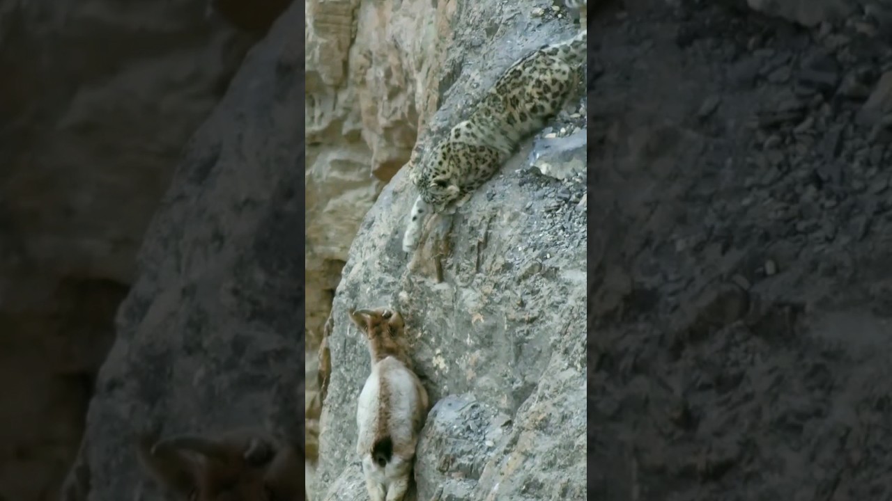 Hunting on the slopes #shorts #animals