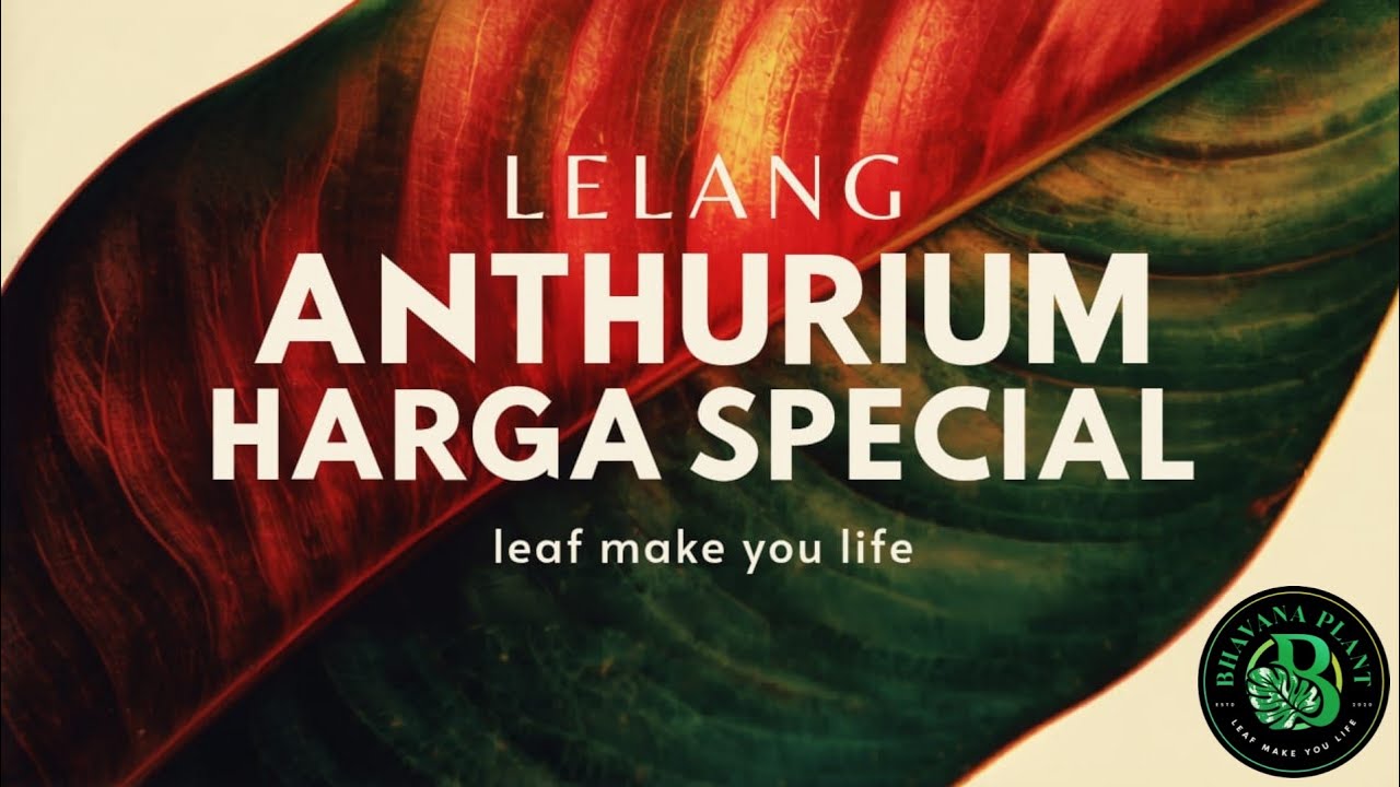 Bhavana plant sedang live LELANG ANTHURIUM harga spesial THR #anthurium #jemani #aroid