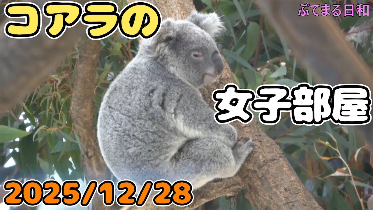 主にさちちゃんの食事、少しミラ赤ちゃん