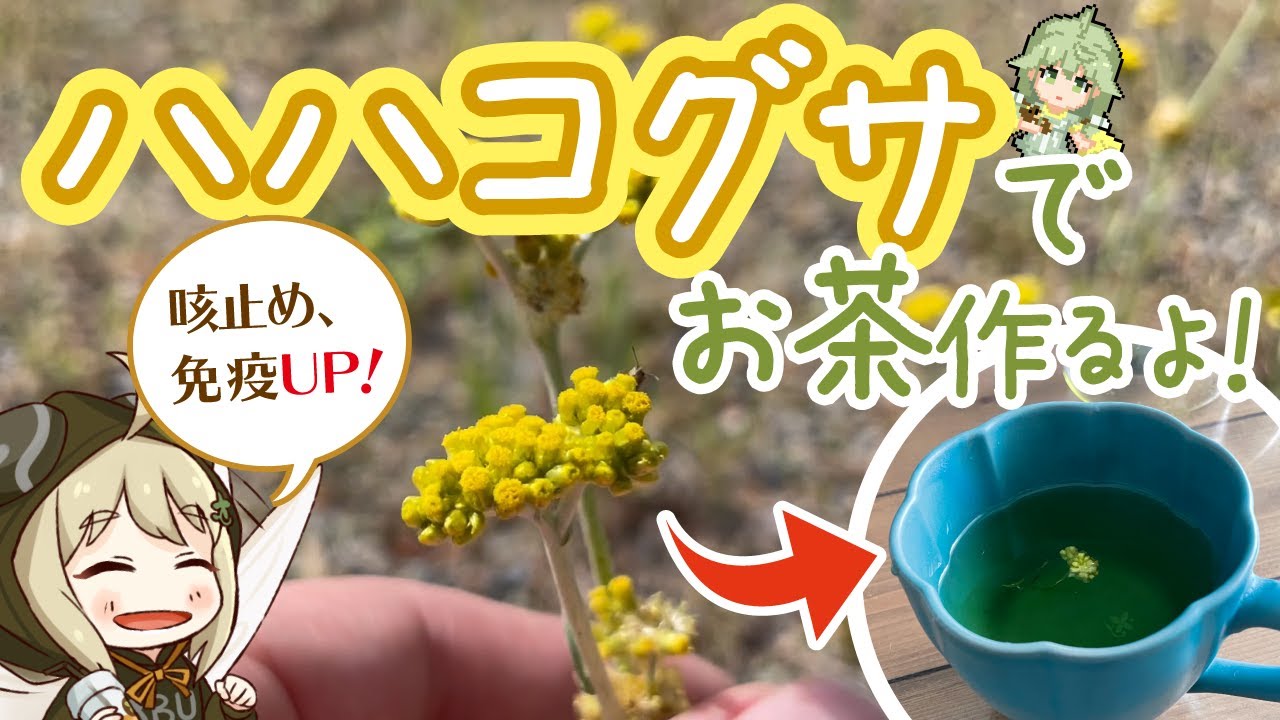 ハハコグサでお茶作ってみた【野草茶】