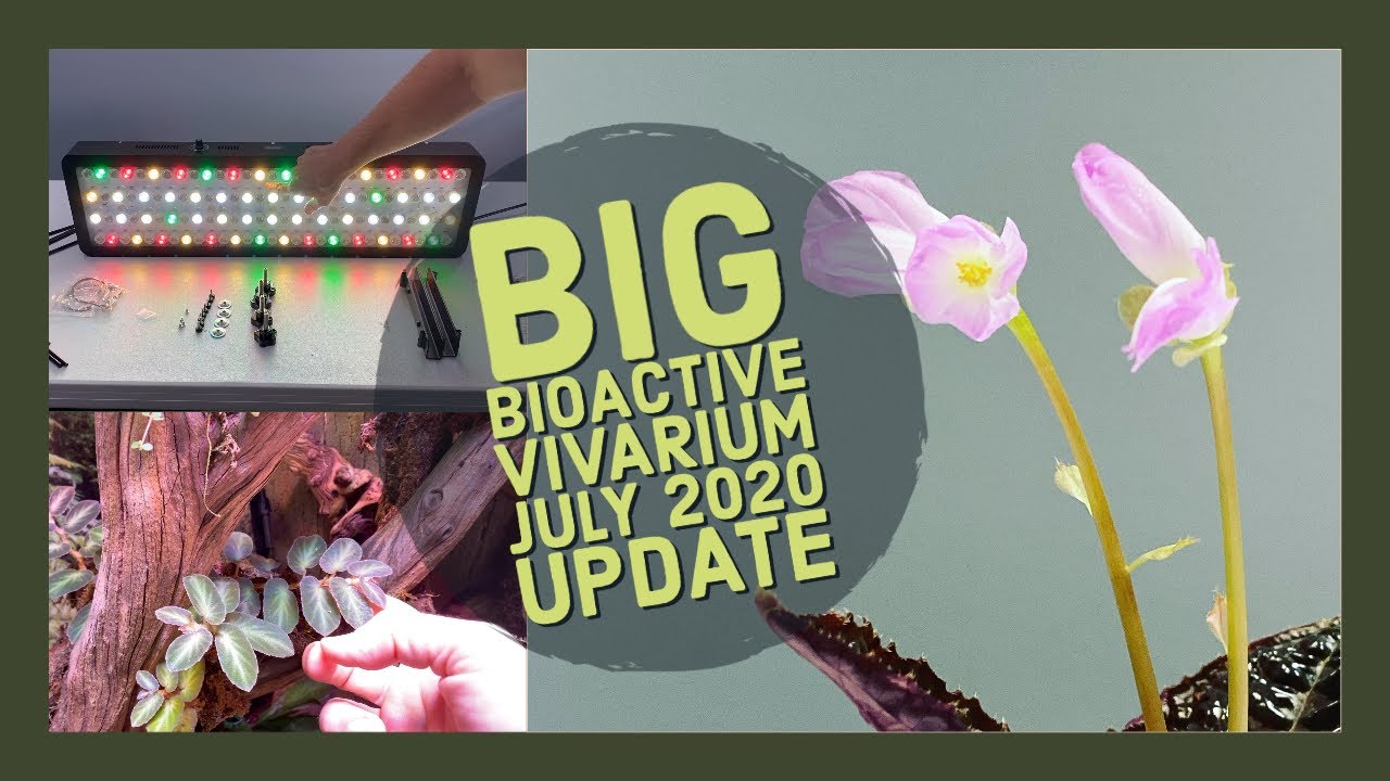 Bioactive Vivarium: July 2020 Update - A NEW Light!