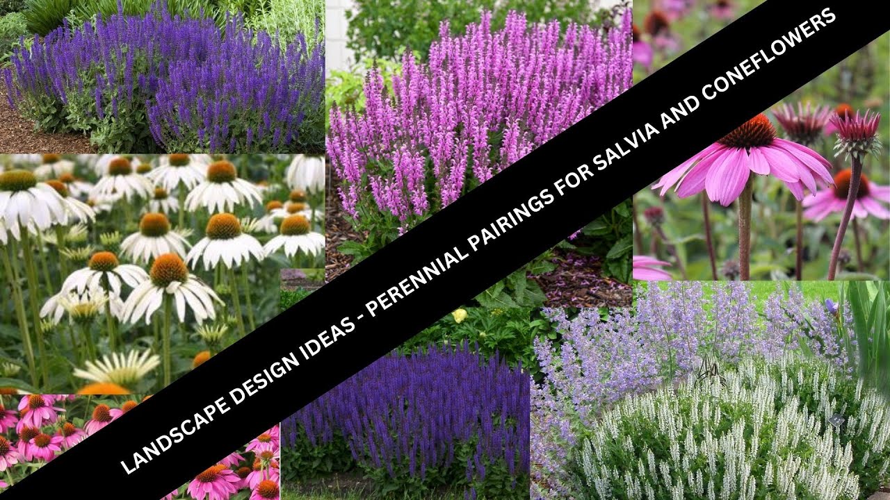 Landscape Garden Design Ideas -Salvia & Echinacea Perennial Parings