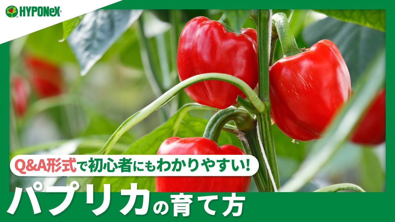 ☘189：パプリカの育て方｜美味しく収穫するためのコツは？水やりや肥料などの管理方法もご紹介