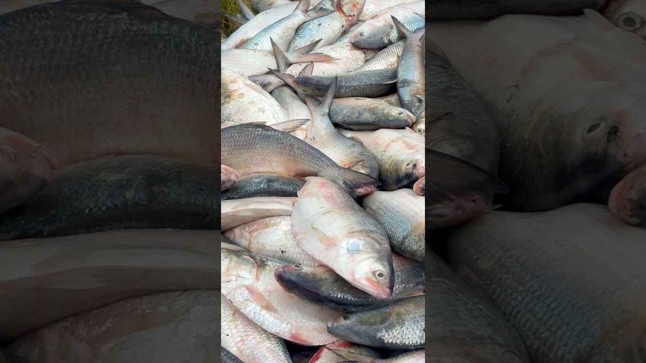 World Famous hilsa Fish Cutting Skills #shorts #fishcutting_skills #hilsa