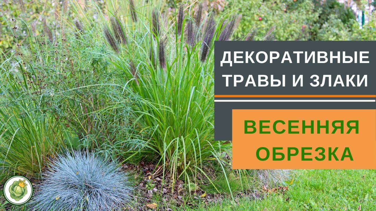 ДЕКОРАТИВНЫЕ ТРАВЫ И ЗЛАКИ - весенняя обрезка