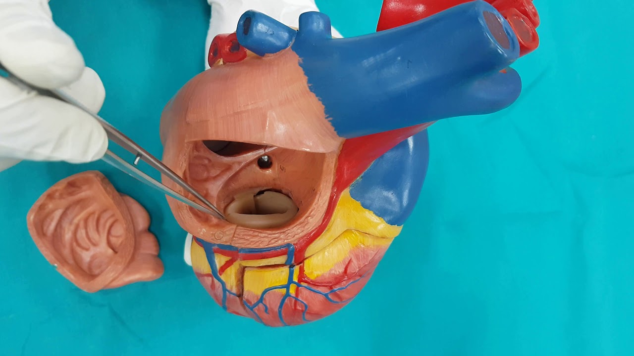 Kalp (Cor) Anatomisi (Sistemik ve Pulmoner Dolaşım ile)