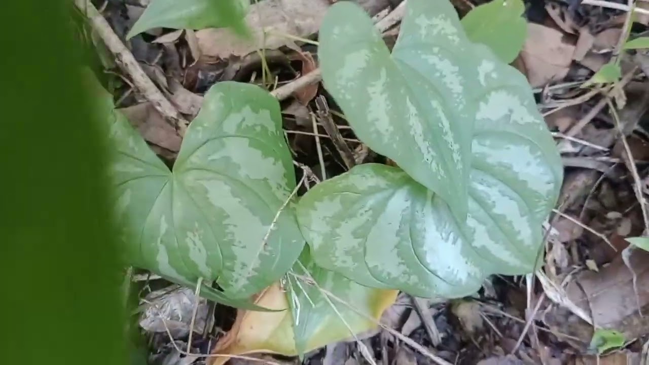 plantas raras na natureza encontrada no Rio