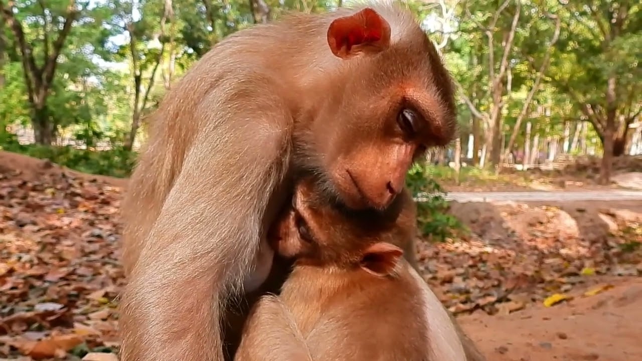 TINY CUTIE BABIES DRINKING MILK. AB WILDLIFE