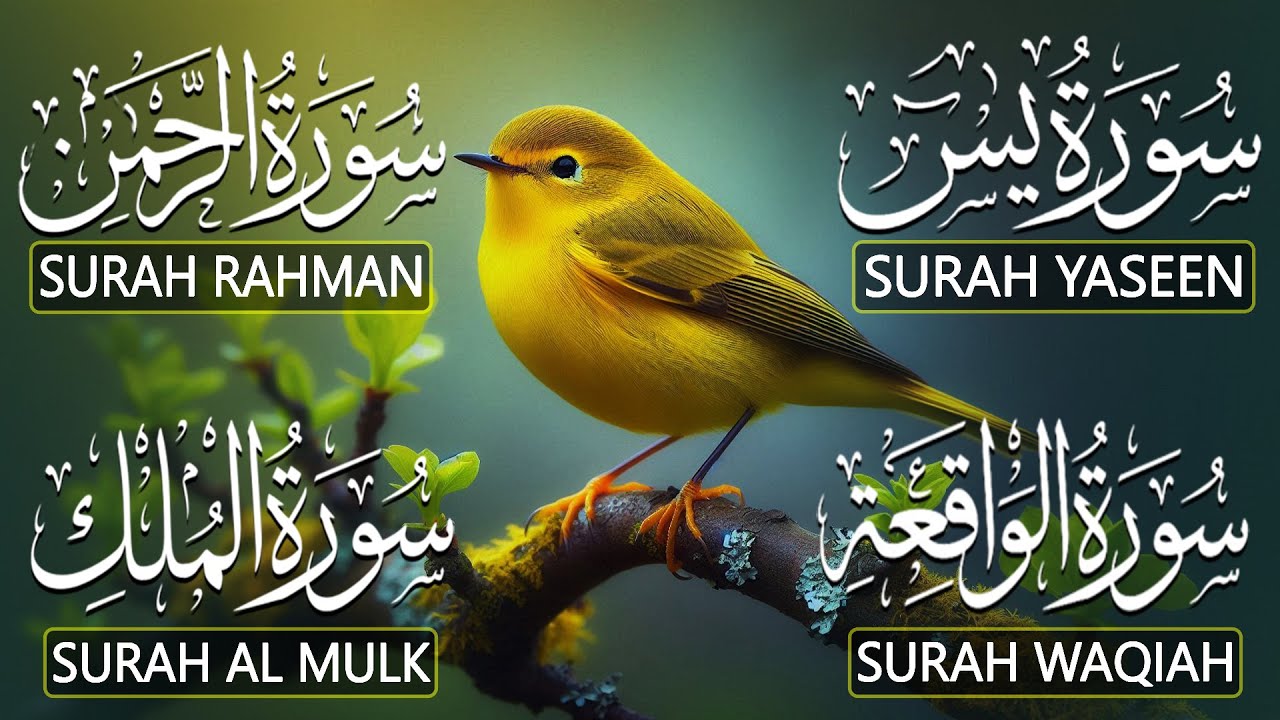 The Best Recitation Surah Yaseen (Yasin) | Surah Rahman | Surah Waqiah | Surah Mulk |
