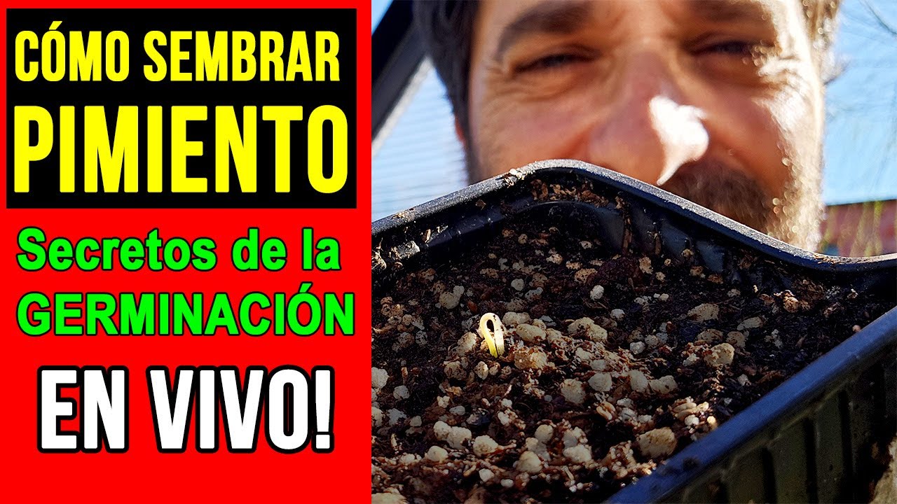 Germinación de semillas de pimiento: lo que nadie te cuenta (en vivo)
