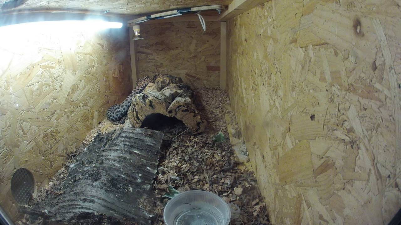 Sistrurus miliarius barbouri 2016-05-24