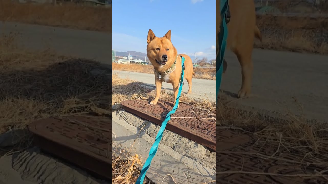 20260222 오전 산책 0 Morning walk - 따야 Ddaya🥰 #왕크왕귀 #진도믹스 #황구 #시고르자브 #댕댕이 #힐링 #위로 #펫로스 #7080 #무반주노래