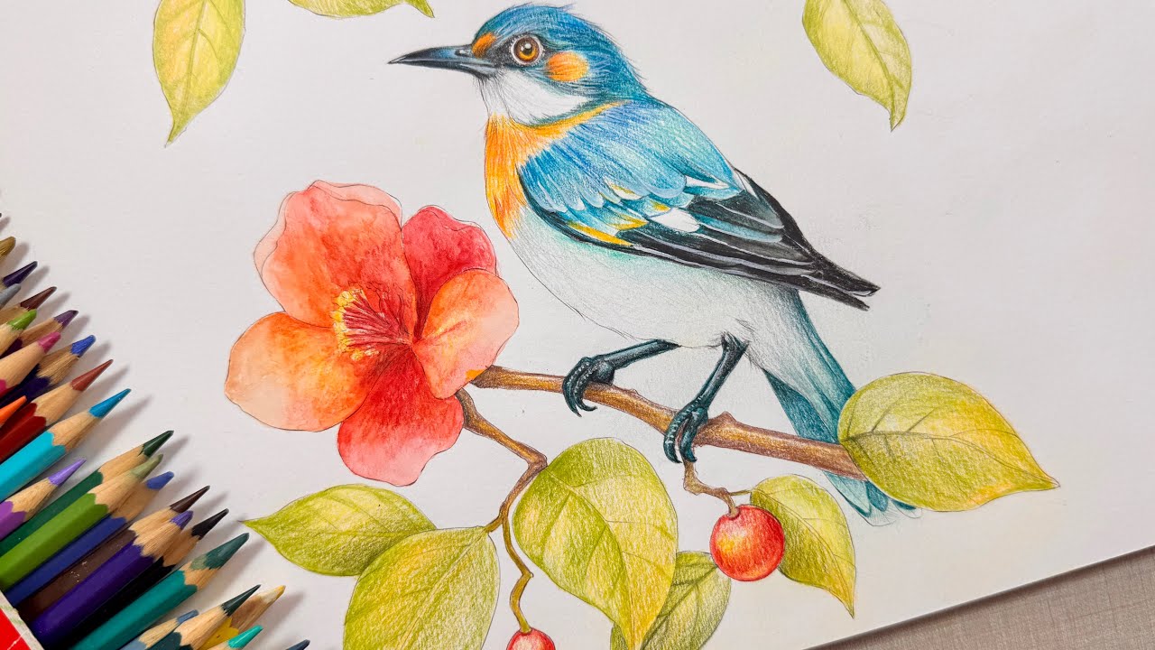 Parte 02 pintura de pássaro com lápis de cor FABER CASTELL