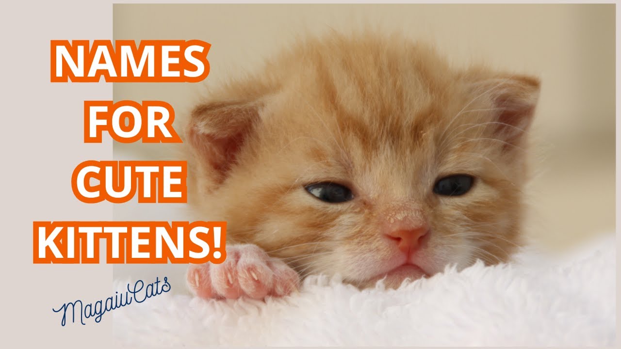30 NAMES FOR CUTE MALE KITTENS!