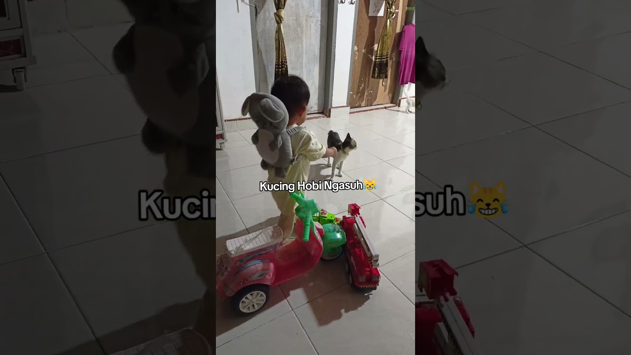 Kucing Hobi Ngasuh 