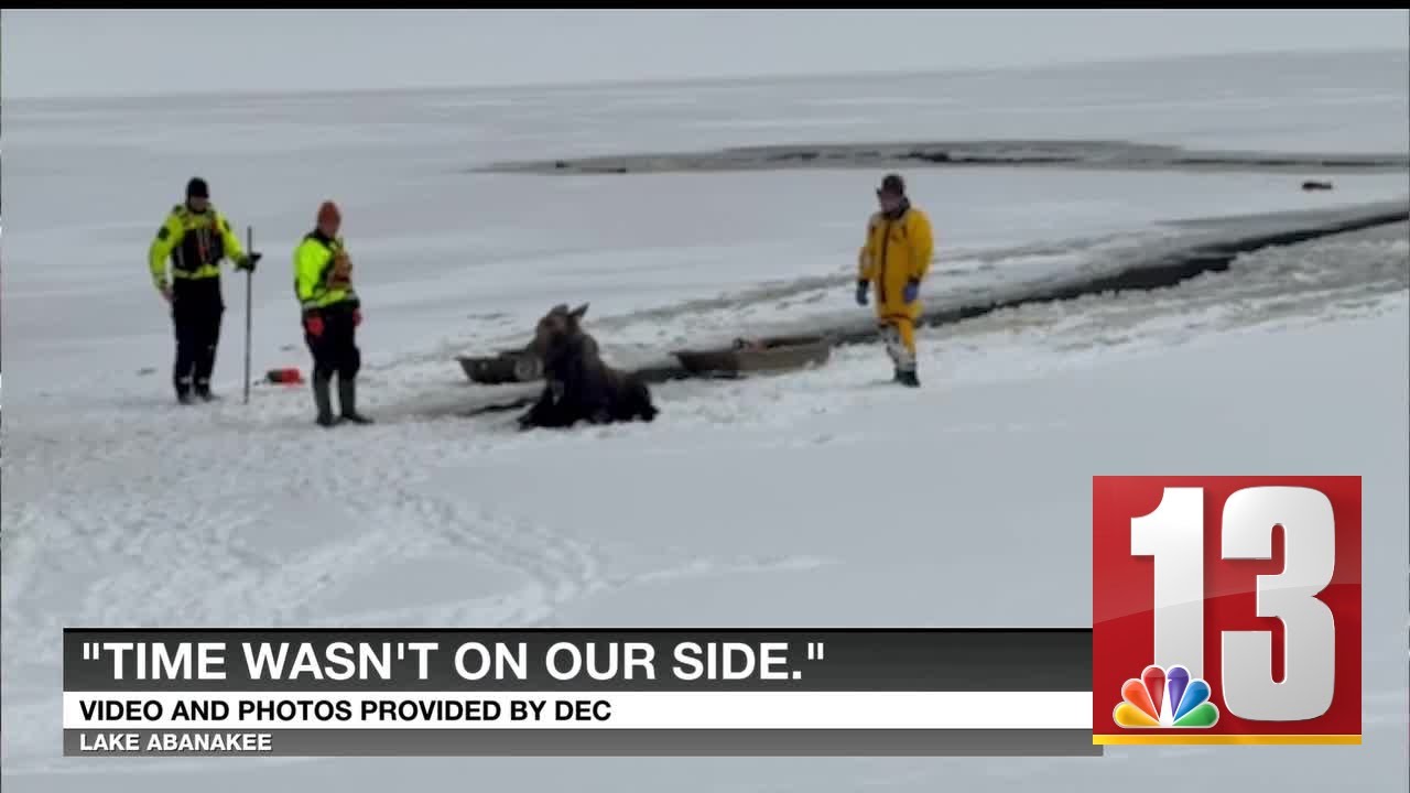 Moose rescued after falling into frigid Hamilton County lake